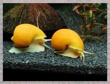 Apfelschnecken Gelb Schnecke männlich weiblich.