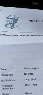 Königspython paradox het piebald