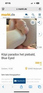Königspython paradox het piebald