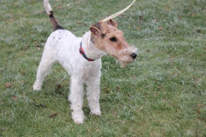 Drahthaar Foxterrier Rüde 6 Monate mit Zubehör.