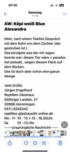 Königspython paradox het piebald