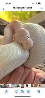 Königspython paradox het piebald