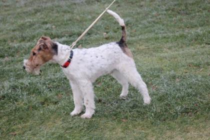 Drahthaar Foxterrier Rüde 6 Monate mit Zubehör.