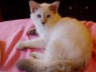 Balinesen Kitten 14 Wochen Papiere Hund gewöhnt