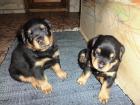 Rottweilerwelpen abzugeben