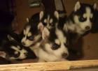 Wunderschöne Reinrassige Sibirische Husky Welpen whatsapp 4915145672158