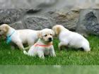Bildschöne reinrassige Labrador Welpen zu verkaufen