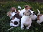 Schöne Jack Russell Welpen Whatsapp 4915145672158