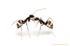 Paratrechina Longicornis