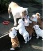 Traumhafte Englisch Bulldoggen-Welpen