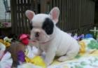 Französische Bulldoggen Welpen Papiere