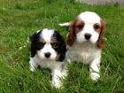 Süße cavalier king Charles Welpen