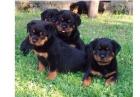 Rottweilerwelpen suchen liebevolles Zuhause