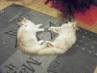 Norwegische Waldkatze/Youngster Kater m. Stammbaum suchen.