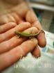 Zauneidechsen Lacerta agilis NZ 2022