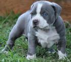 Reinrassiger American Pitbull