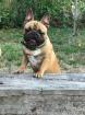 Französische Bulldogge Rüde red fawn 1 Jahr