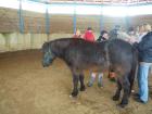 Workshop Neue Wege in der Heilung von Mensch und Tier