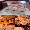 2 Leopardgeckos Weibchen Terrarium Zubehör