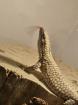 Stachelschwanz Waran Yellow Ackie Mit Terrarium