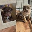 2 Old English Bulldogs suchen noch ihren für immer Sofaplatz