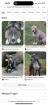 Pitbull blueline stafford sherier
