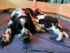 English Springer Spaniel Welpen