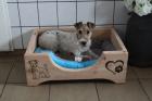 Drahthaar Foxterrier Rüde 6 Monate mit Zubehör.