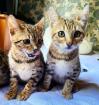 Reinrassige Bengal Katzen Abzugeben
