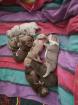 Old English Bulldog Welpen suchen ein neues Zuhause Bulldogge / Bulldoggen