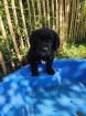 Labrador/Bernersennen x Golden Retriever Welpen