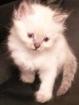 Hl. Birma Mix Kitten wir geben Gewährleistung