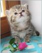 Der Zuckerschnute Britisch Langhaar Baby schocko -golden Tabby