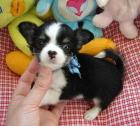Wunderschöne Reinrassige Mini Chihuahua Babys Langhaar und. Kurzhaar