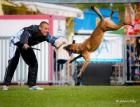 Belgischer Schäferhund malinois Welpen Auzzy Ostraryka IPO3