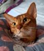 Charmanter reinrassiger 12 Monate alter Abessinier Kater mit Papiere