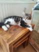 Maine Coon Kitten weiblich